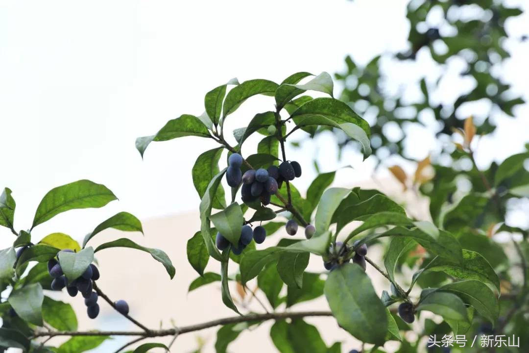 四川乐山最美的春天,乐山的春天有多美