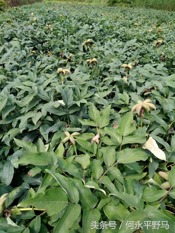 武胜县考察团赴岳池县考查牡丹种植基地