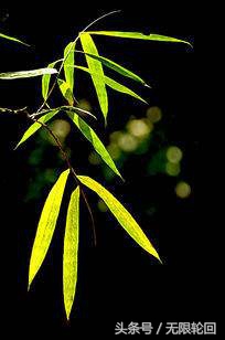 咏竹最经典的十首诗,十大经典咏竹诗