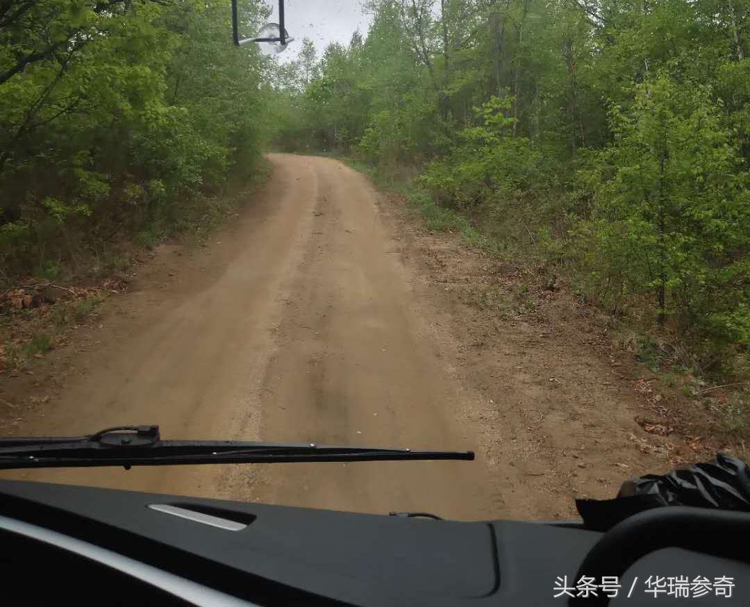 在原始森林找个地方种人参靠谱吗,原始森林的千年人参