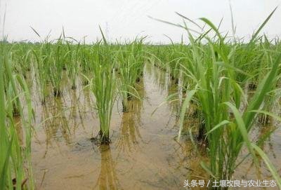 水稻早衰的原因及解决方法,水稻出现生理早衰是怎么引起的