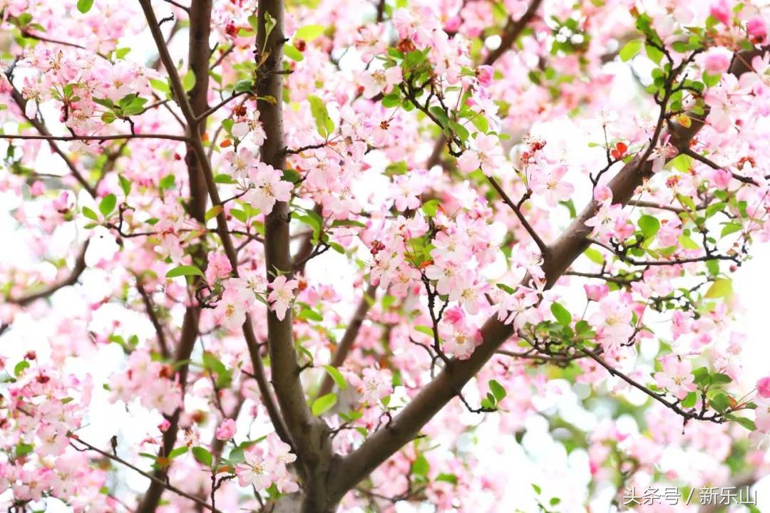 四川乐山最美的春天,乐山的春天有多美