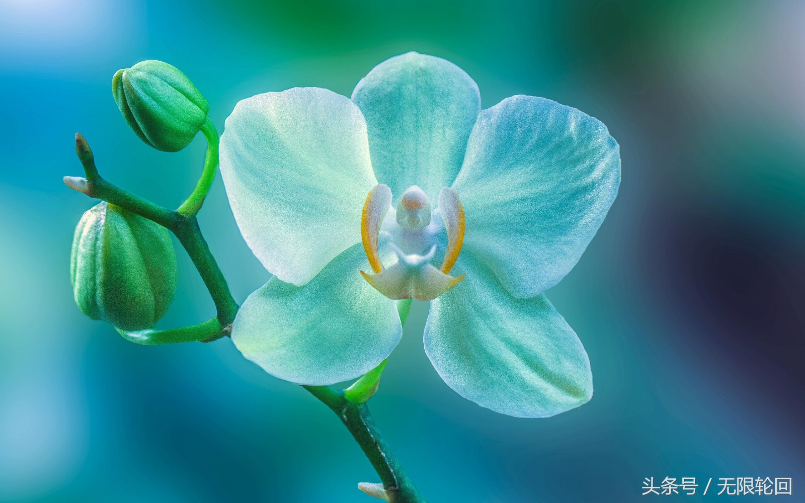 最经典的兰花诗全篇,十首著名的兰花诗句有哪些