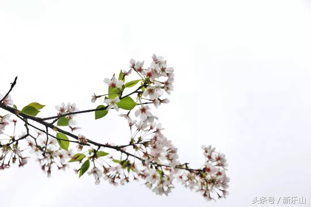 四川乐山最美的春天,乐山的春天有多美