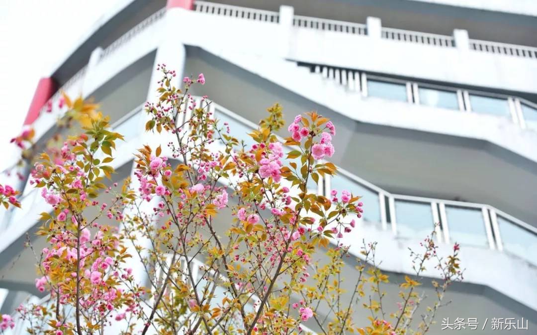 四川乐山最美的春天,乐山的春天有多美