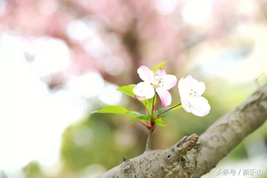 四川乐山最美的春天,乐山的春天有多美