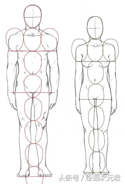 人体结构动态,动态素描·人体结构