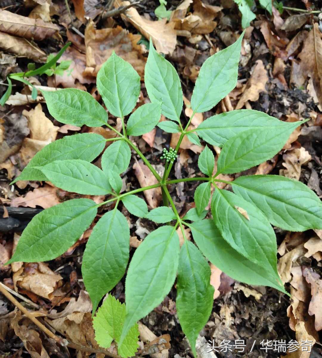 在原始森林找个地方种人参靠谱吗,原始森林的千年人参