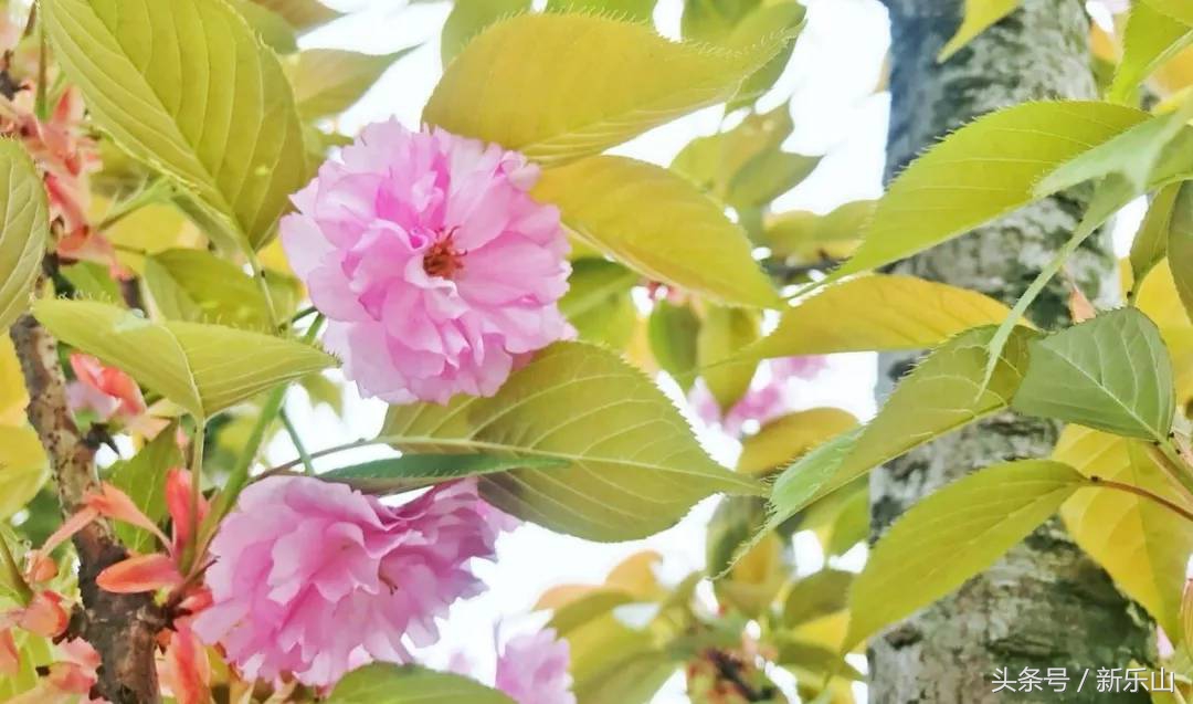四川乐山最美的春天,乐山的春天有多美