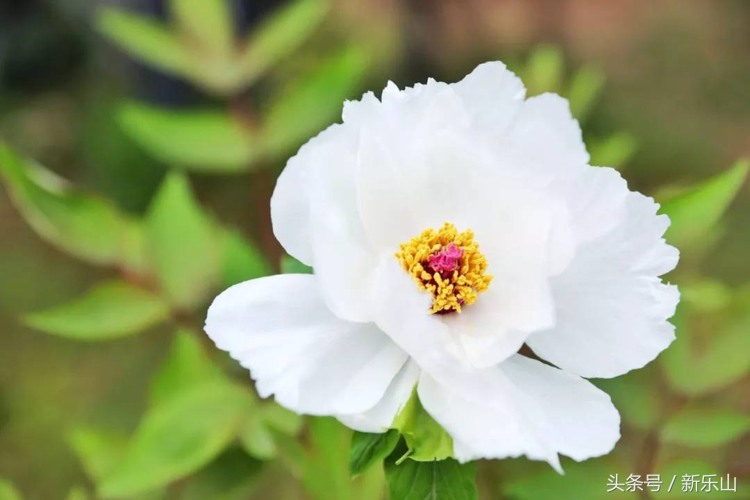 四川乐山最美的春天,乐山的春天有多美