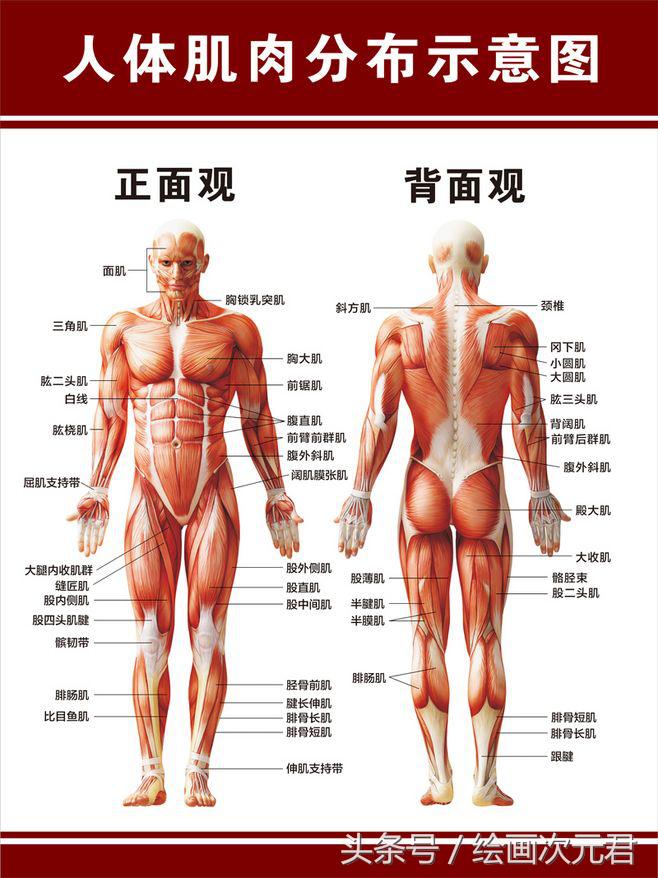 人体结构动态,动态素描·人体结构