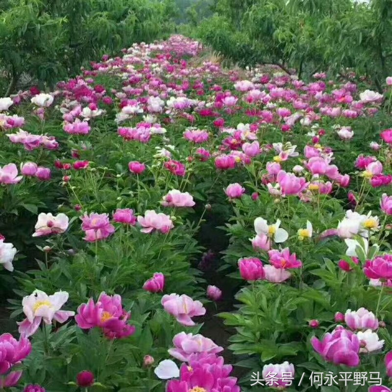 武胜县考察团赴岳池县考查牡丹种植基地