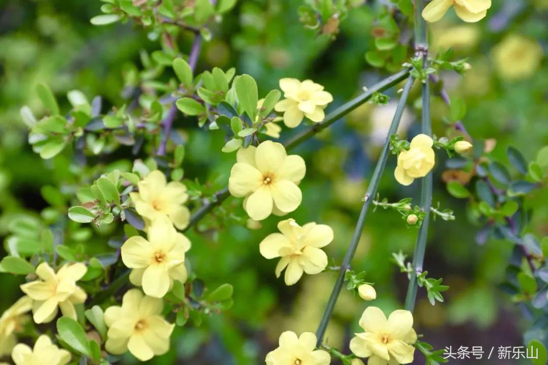 四川乐山最美的春天,乐山的春天有多美