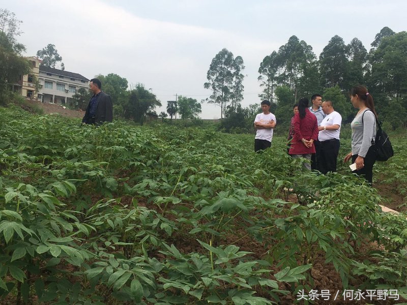 武胜县考察团赴岳池县考查牡丹种植基地