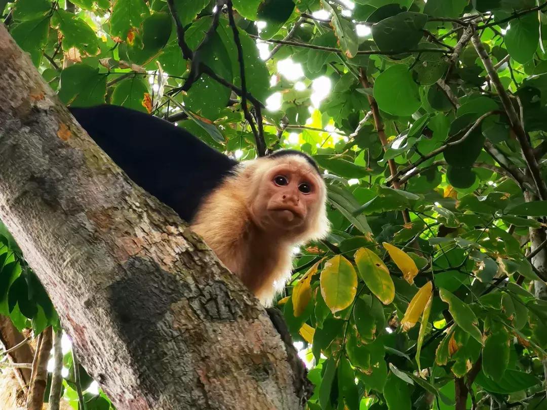 华为p30的镜头模组叫什么,华为p30镜头是蓝宝石的吗