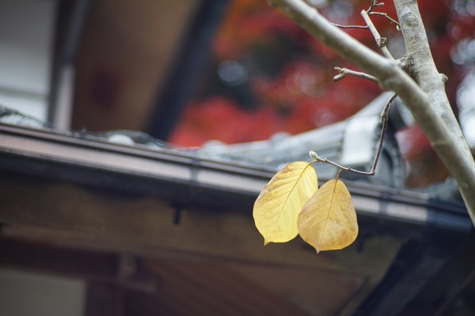 京都赏枫2022,京都赏枫必去景点有哪些好玩的