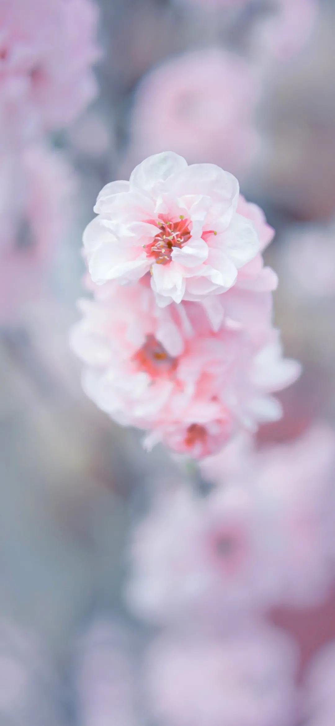 文艺素雅治愈植物手机壁纸,唯美治愈系手机壁纸植物