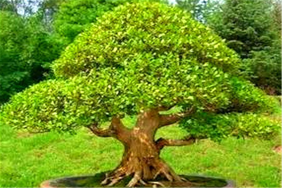 黄杨盆景怎么养长得好,黄杨盆景怎么养能活