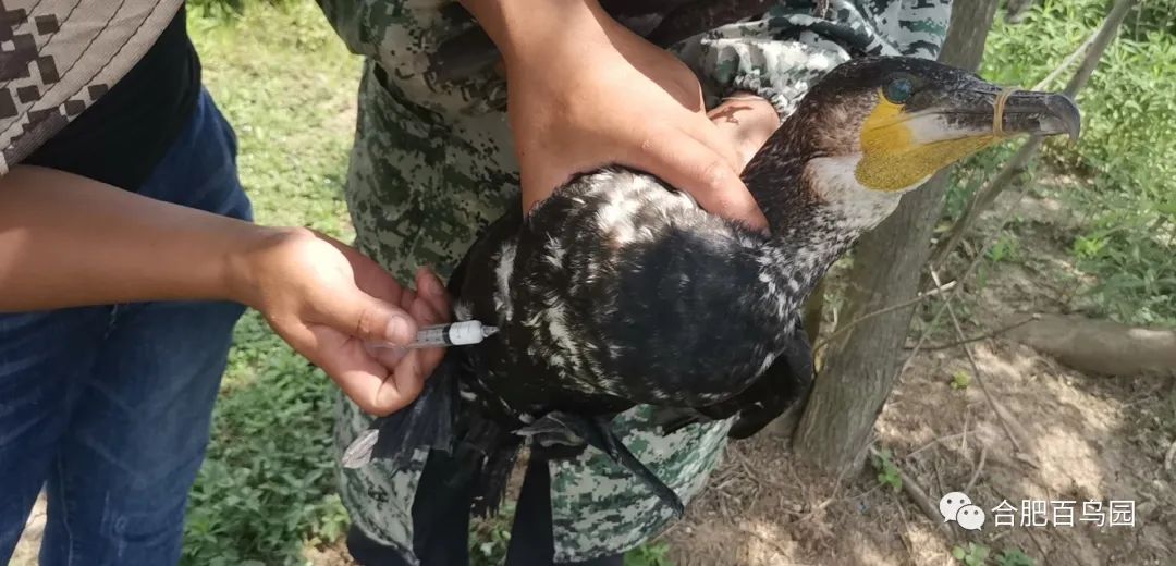 鸬鹚捕鱼技艺需要传承,鸬鹚捕鱼这项传统技艺会消失吗
