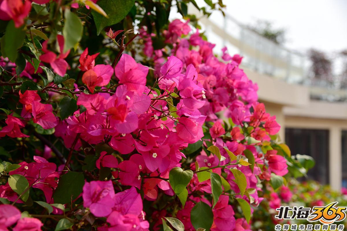 「多图」春天来了！北海街头的三角梅、黄花风铃开得好艳