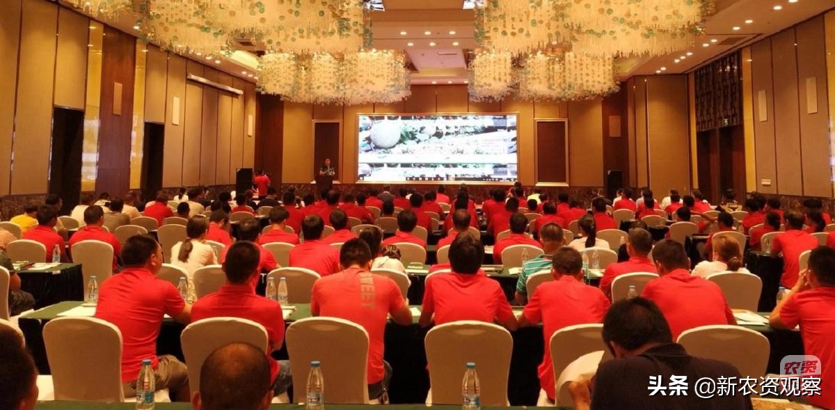 海南反季节芒果催花为何会催出芽,芒果催花后冒浆是花还是芽