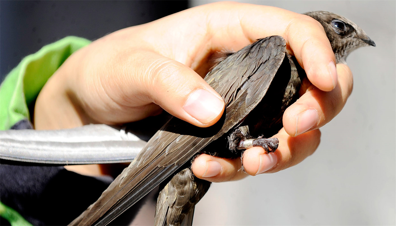 一生飞行的燕子,一生边飞边睡