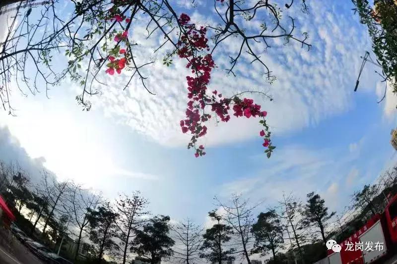 春天该很好，倘若你在场！龙岗最“花心”的地方是……