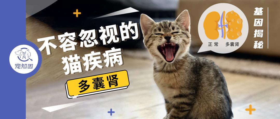 怀孕的母猫得猫瘟没流产,怀孕母猫得了猫鼻支会流产么