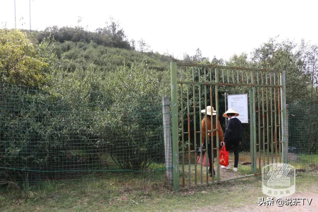 福鼎白茶还有“十不采”规定？让我们去河山有机茶园一探究竟