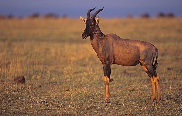 非洲牛科，物种繁多，来认识一下非洲大陆的各种羚羊吧