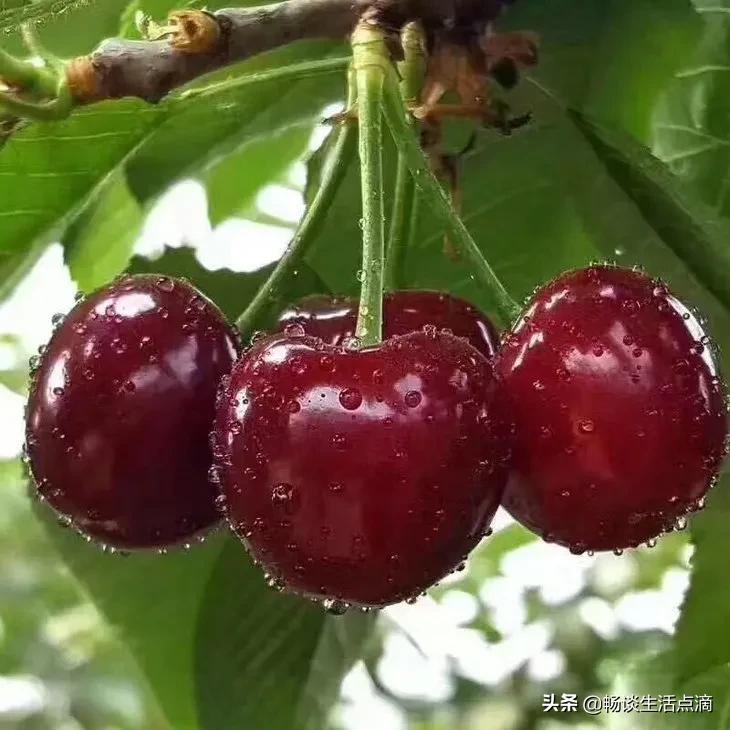 樱桃怎么挑出最甜的,怎么挑甜的樱桃