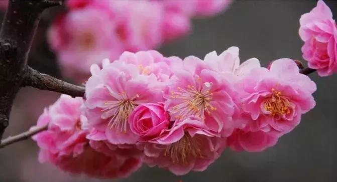 这些梅花真是美不胜收,所有梅花类型