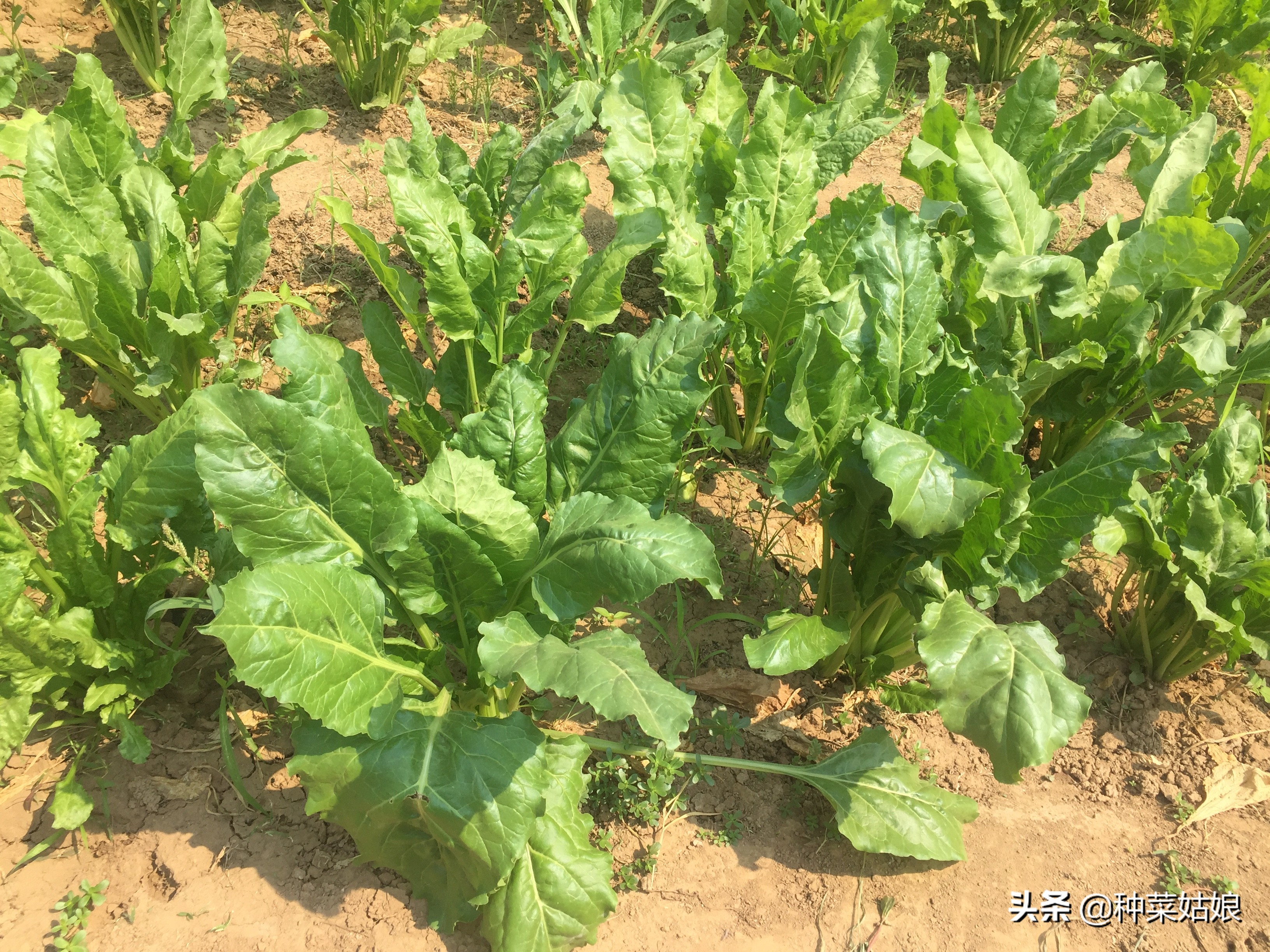 适合南方春季种的蔬菜有哪些,春季种植什么菜最好