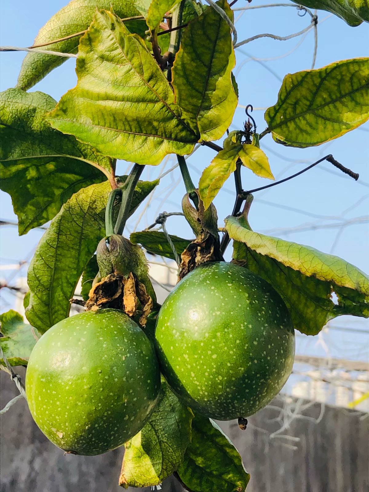 百香果果汁如何调配,石榴百香果苹果果汁