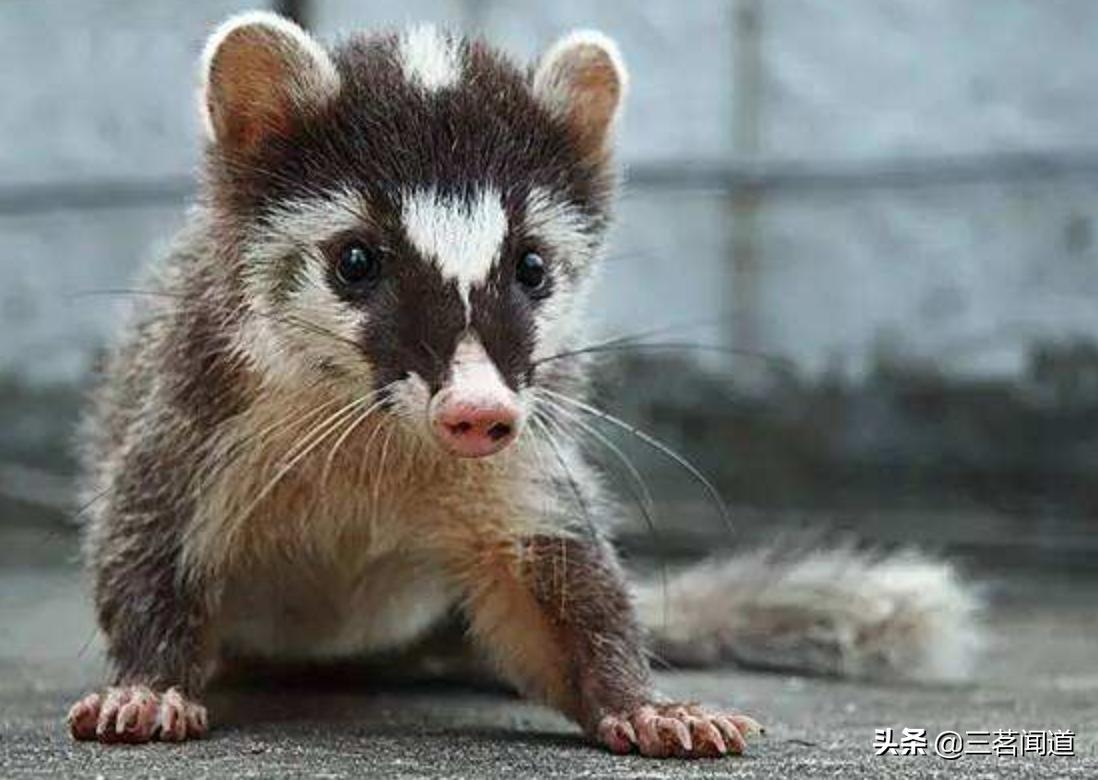 野生黄鼠狼,在东北最不能惹的动物就是黄鼠狼