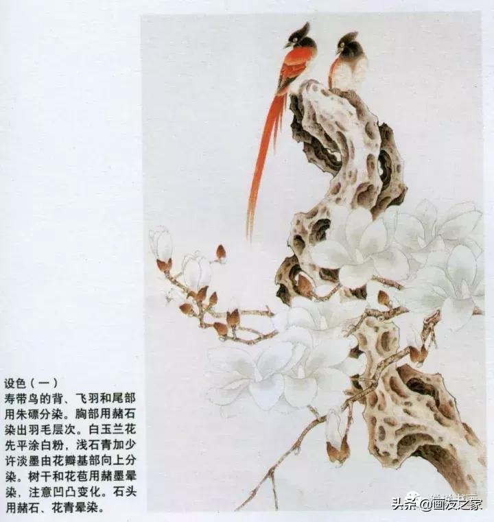 工笔玉兰的画法和染色,工笔玉兰花教学