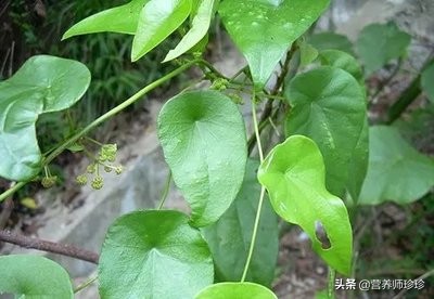 叶子像小簸箕，名字不好听，作用却不小，很多人不知道它的价值