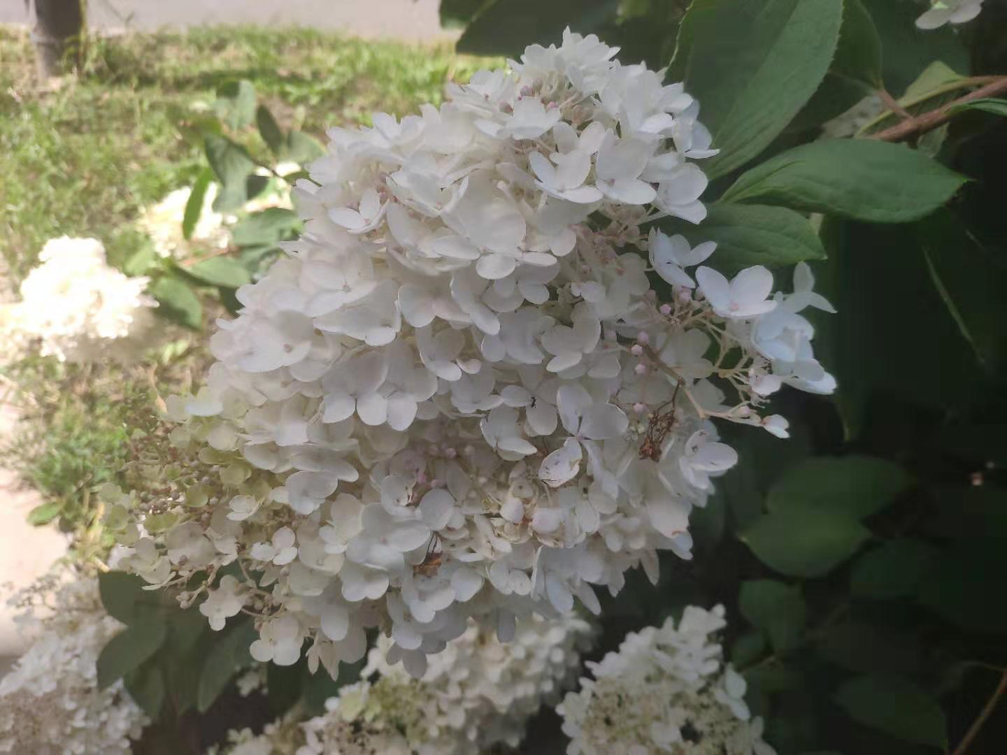 公园里的一树白色小花，簇拥在一起像绣球，味道很清香