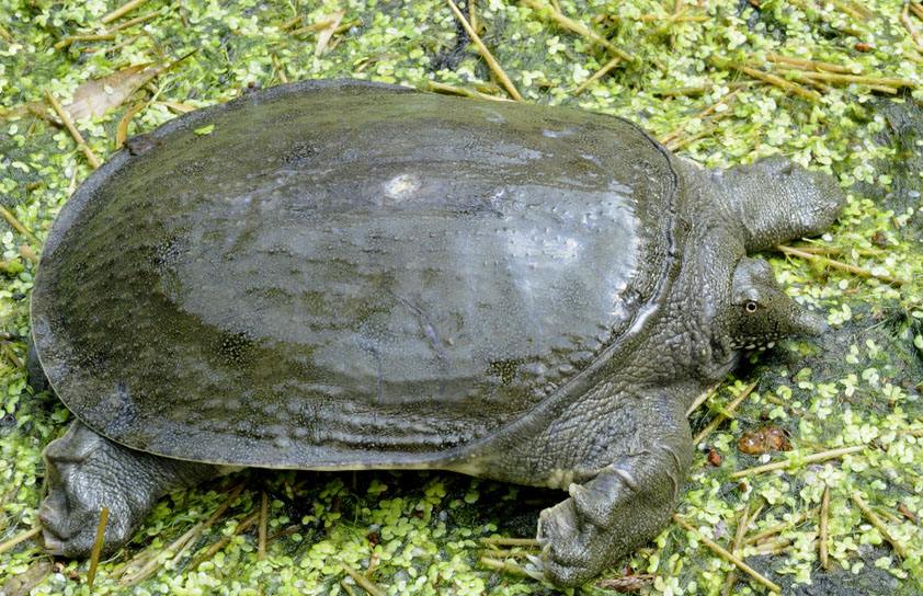 会埋在土里的鱼,会把自己藏到沙子里的鱼
