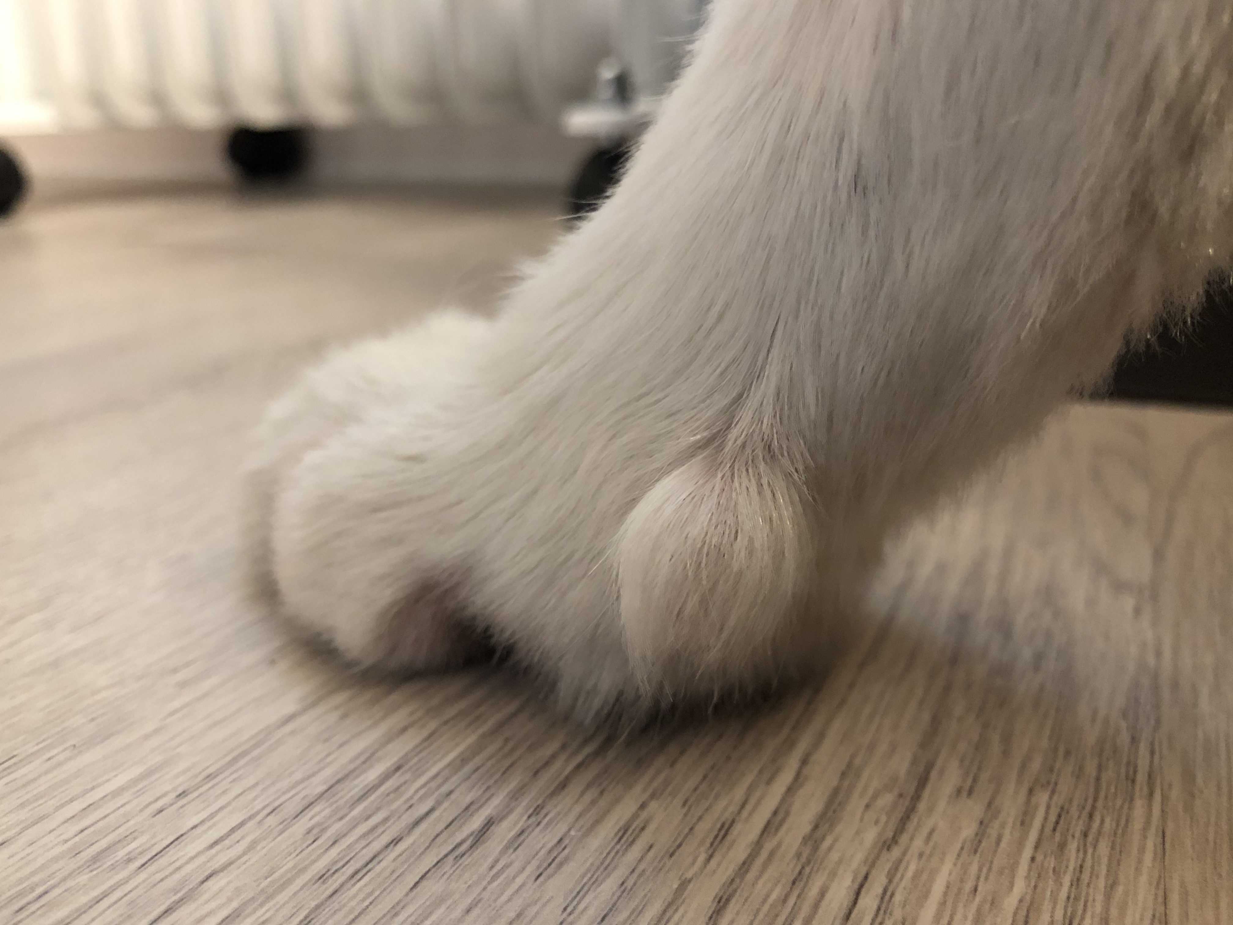 狗和犬的区别在哪里,犬和狗到底有什么区别