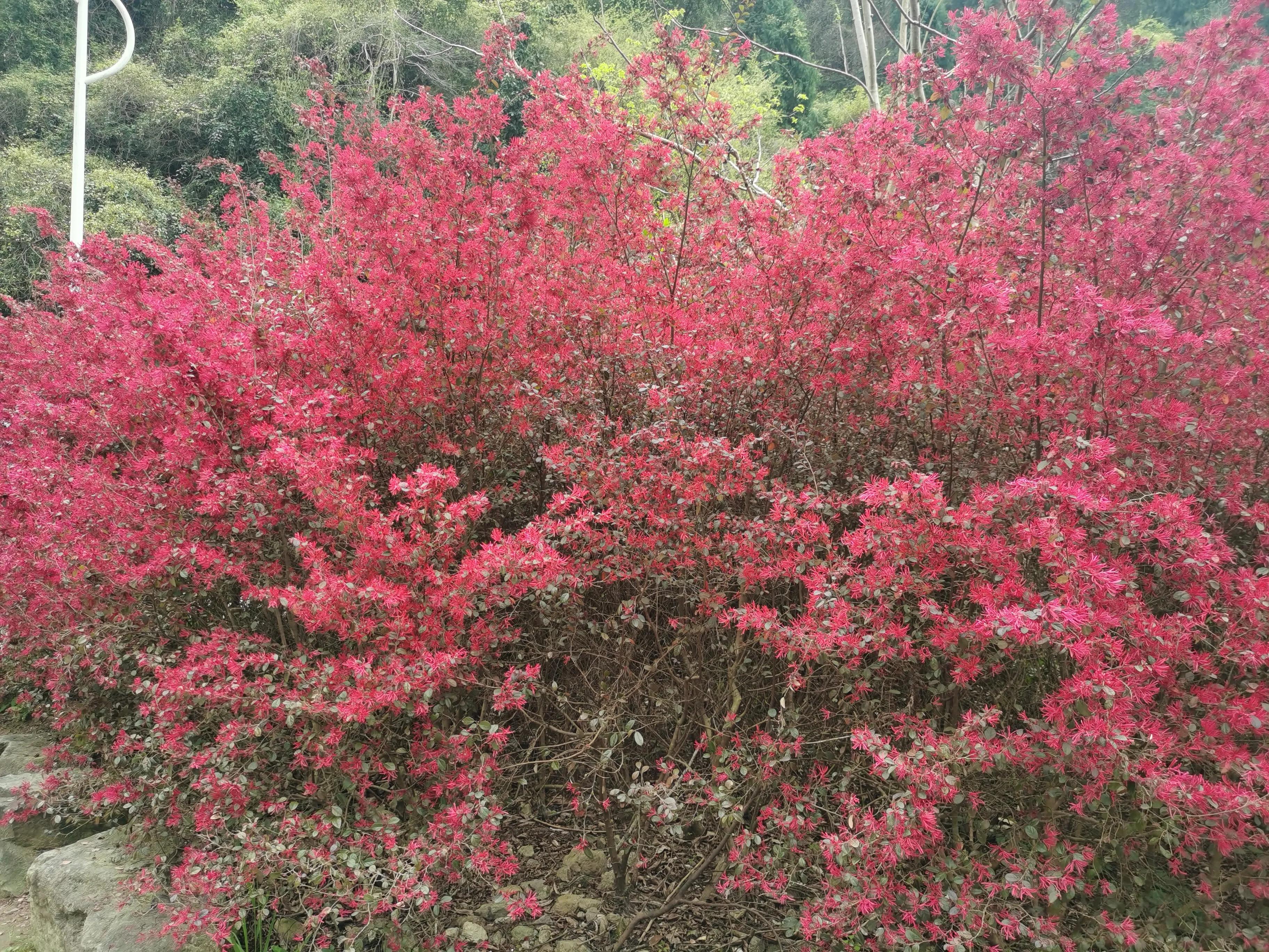 红花檵木和白色檵木区别,红花檵木苗价格