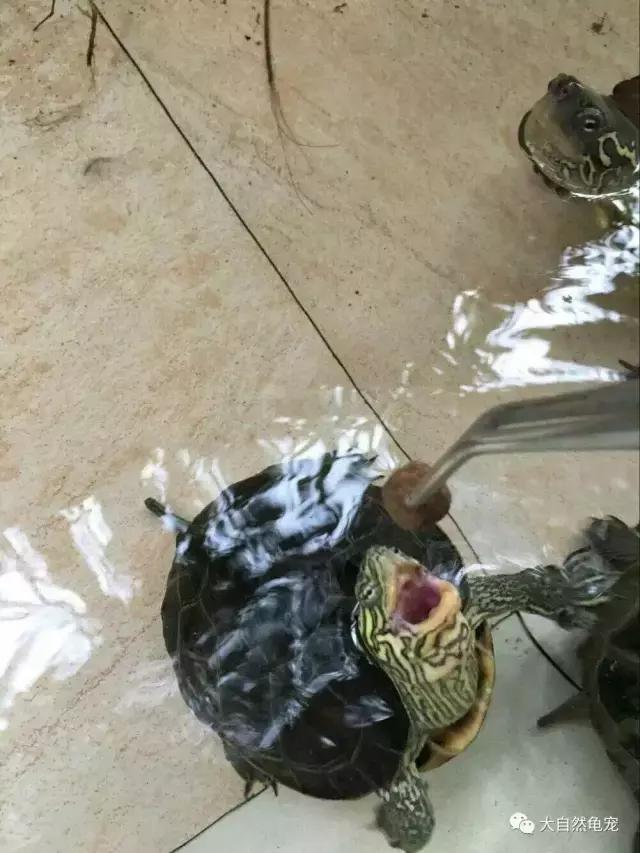 想养龟有什么讲求,想养陆龟你需要注意的十件事