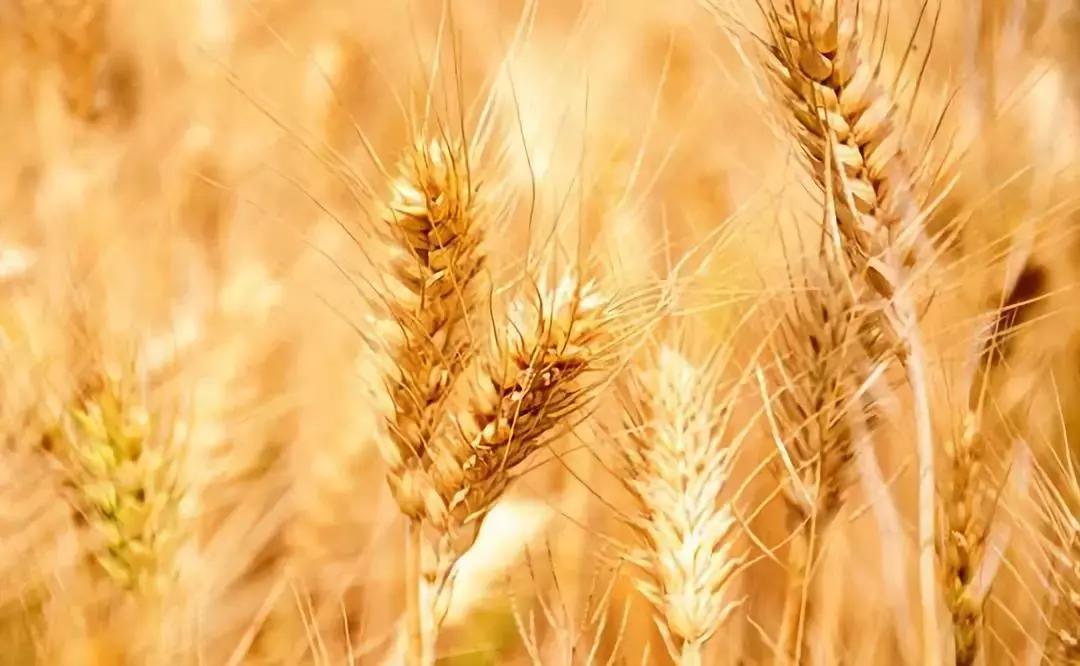 贾平凹我是一个什么样的人,贾平凹为何引争议