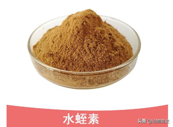 水蛭吸血疗法的正确方法,为什么水蛭吸血对身体有好处