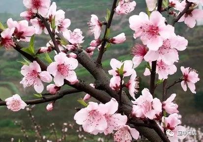桃木是桃子还是桃花,长桃子的是桃木吗