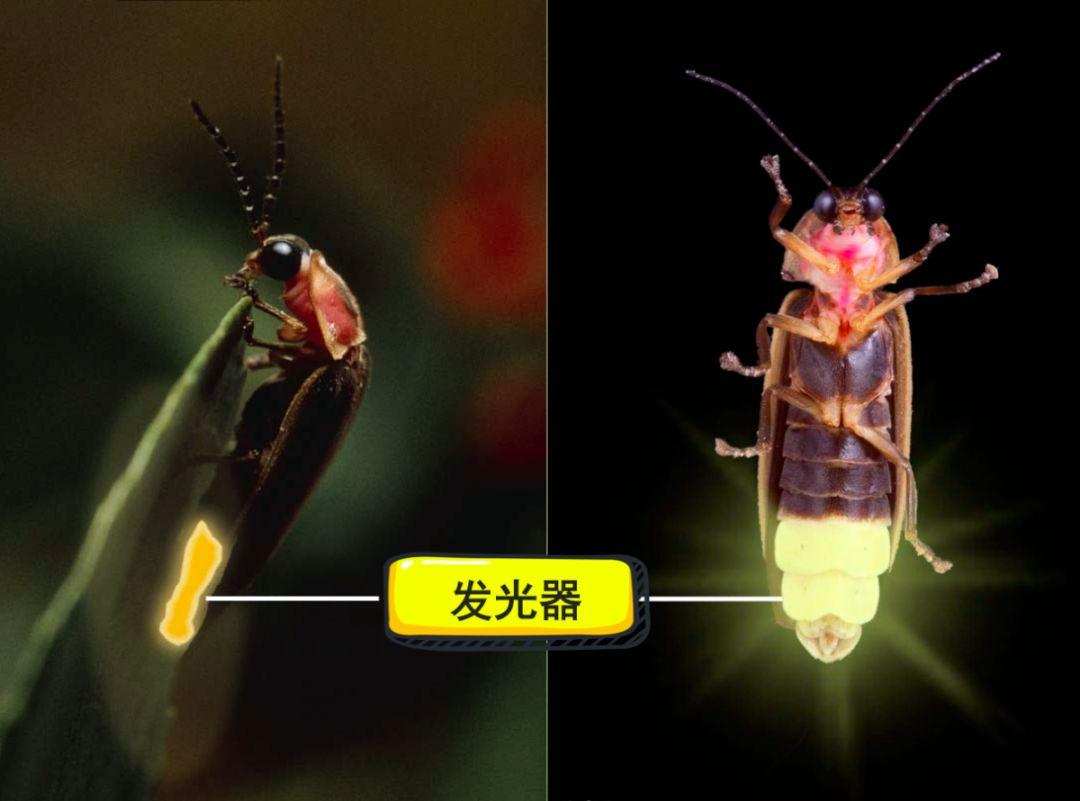 农村有萤火虫现在怎么没了,以前农村常见的萤火虫