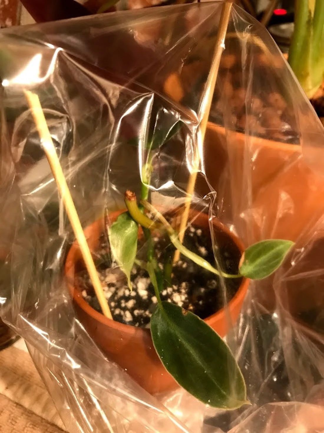室内增加空气湿度的最佳植物,增加室内湿度最有效的方法