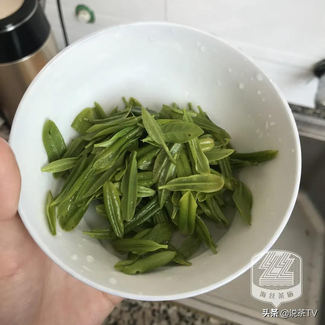 福鼎白茶还有“十不采”规定？让我们去河山有机茶园一探究竟