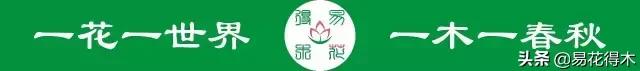 珍稀又漂亮的国家级保护植物,国家重点保护野生植物女神之花