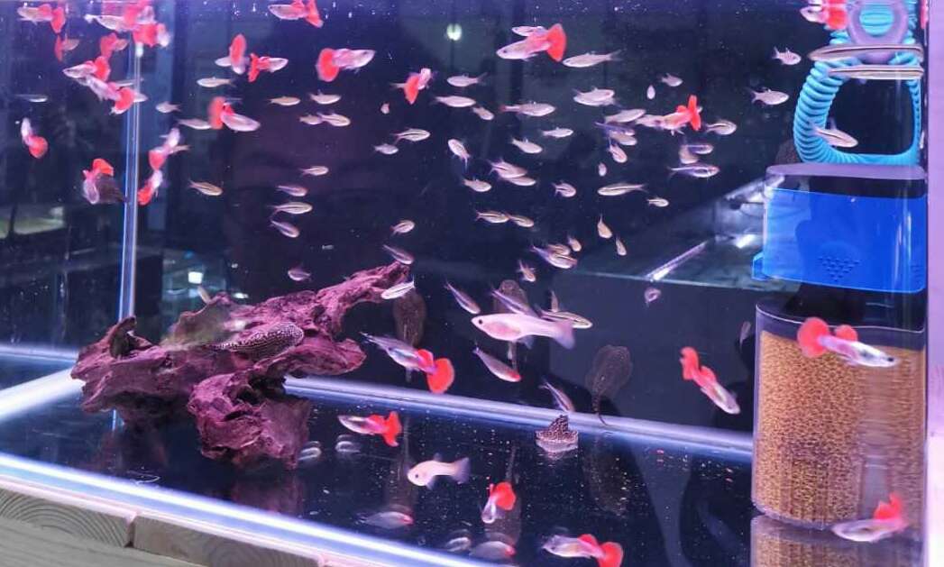 孔雀鱼公鱼异常活跃怎么办,新买的孔雀鱼怎么看有没有病